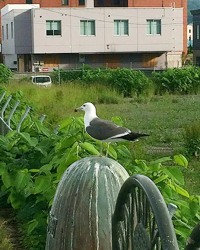 小樽の至るところで見ることのできるカモメ