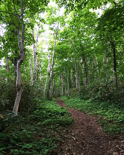 伸びる山道