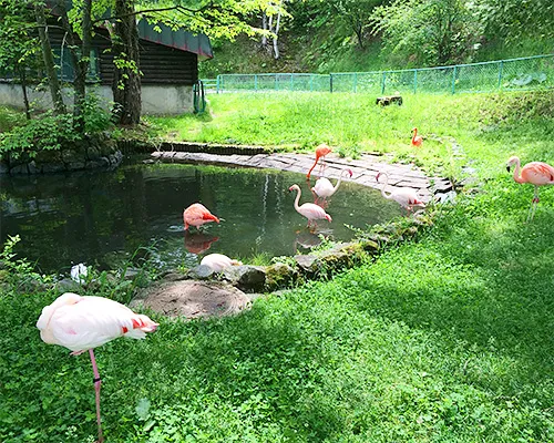 綺麗なフラミンゴ