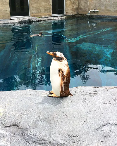 館内、館外のいたるところに様々なペンギン