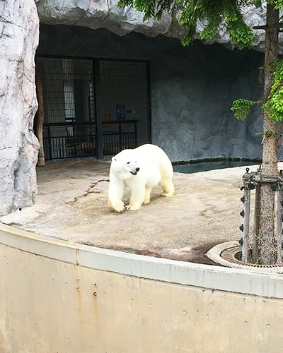 ずっとのしのし歩いているホッキョクグマ