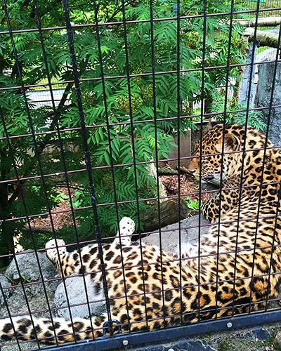 もうじゅう館にいるヒョウ