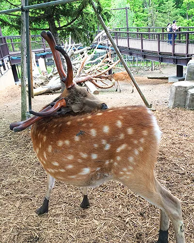 角が立派な雄鹿