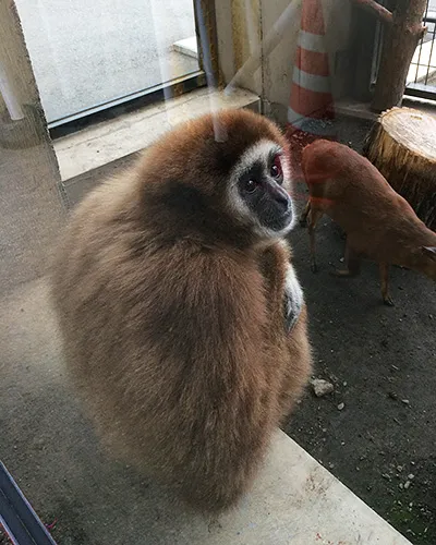 つぶらな瞳が愛らしいテナガザル