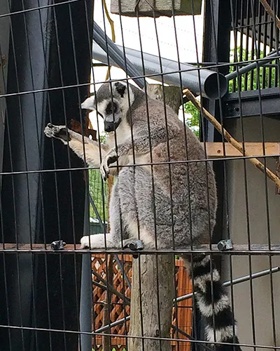 シマシマで長い尻尾が特徴の...サル