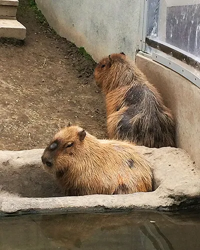 全く動かないカピバラ