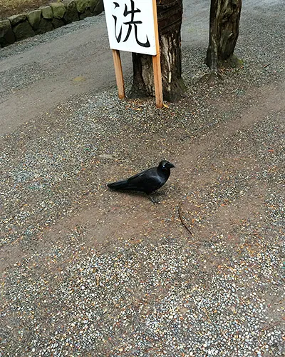 毛並みの綺麗なカラス